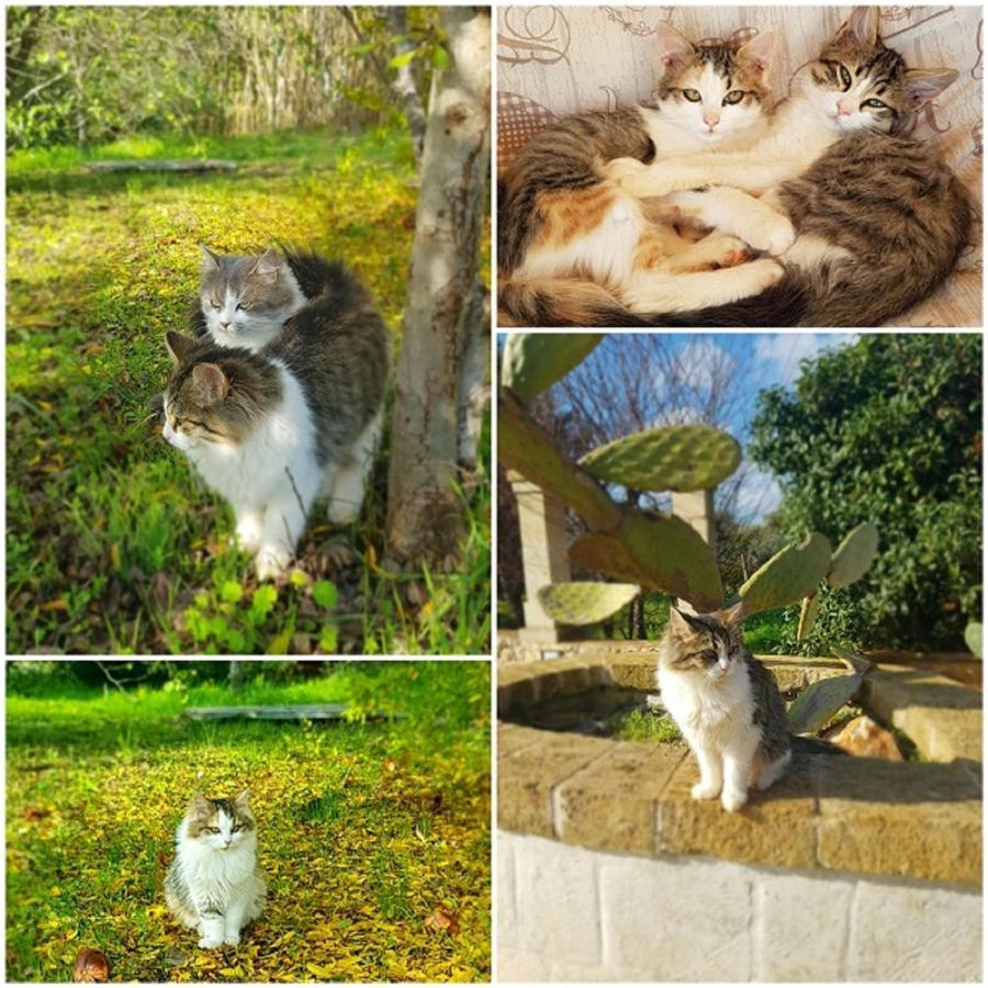 Trulli Aurasia Ostuni Zewnętrze zdjęcie
