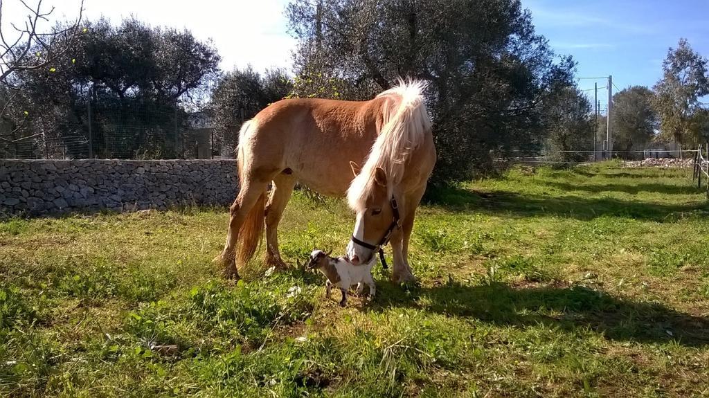 Trulli Aurasia Ostuni Pokój zdjęcie