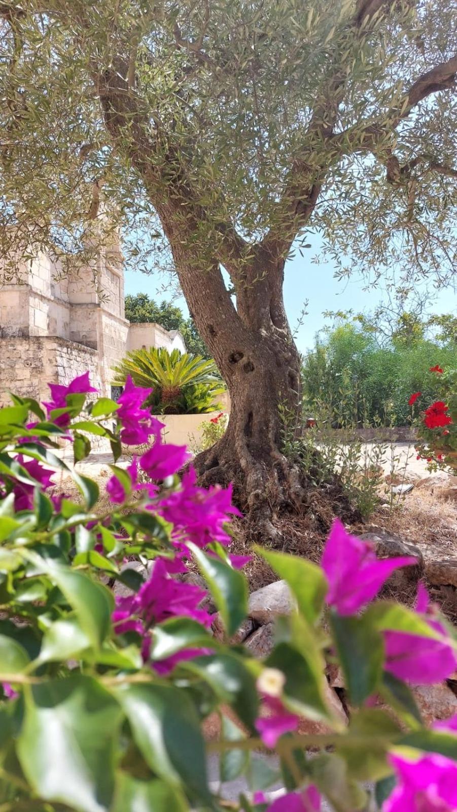 Trulli Aurasia Ostuni Zewnętrze zdjęcie
