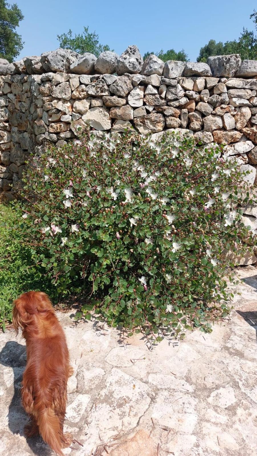 Trulli Aurasia Ostuni Zewnętrze zdjęcie