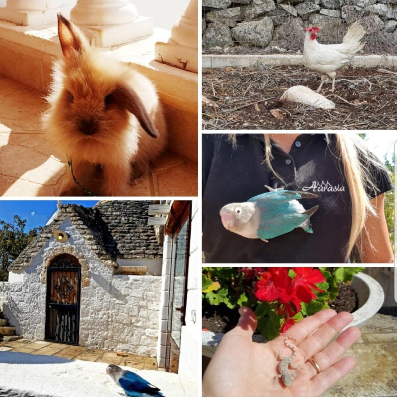 Trulli Aurasia Ostuni Zewnętrze zdjęcie